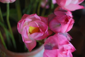 Flowers of the valley